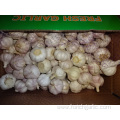 Fresh Regular White Garlic Price